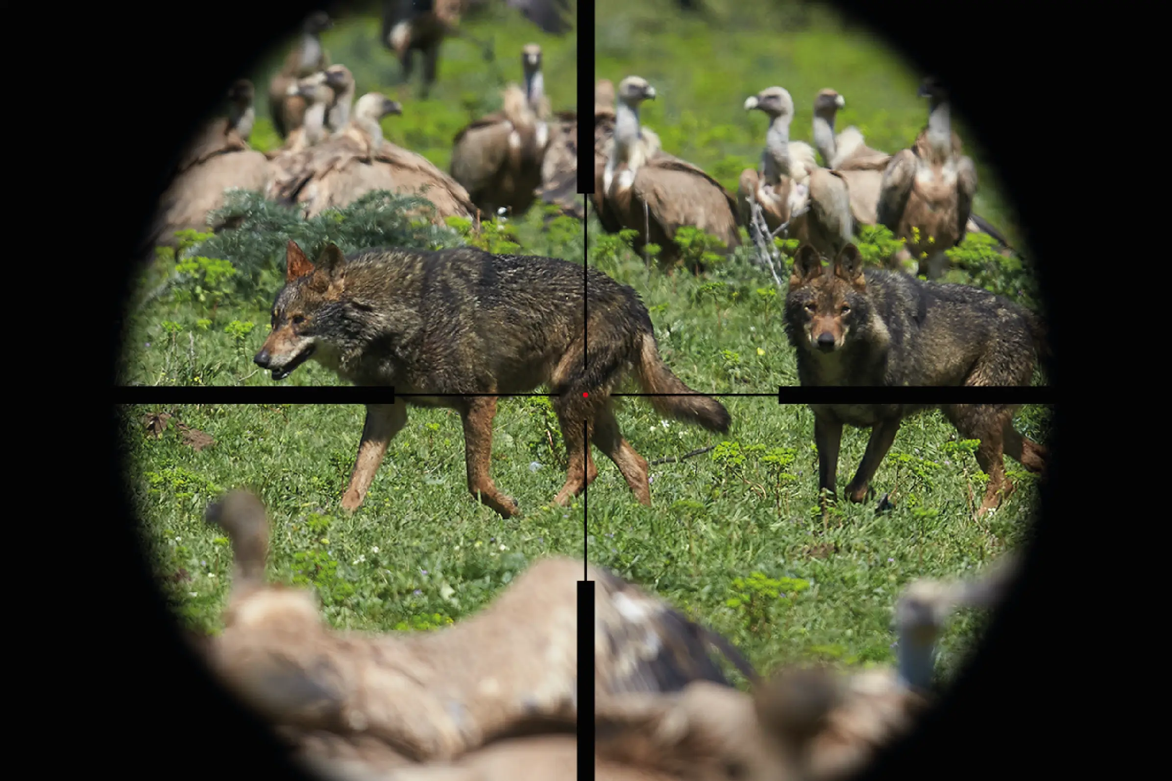 Proyecto lobo grid image