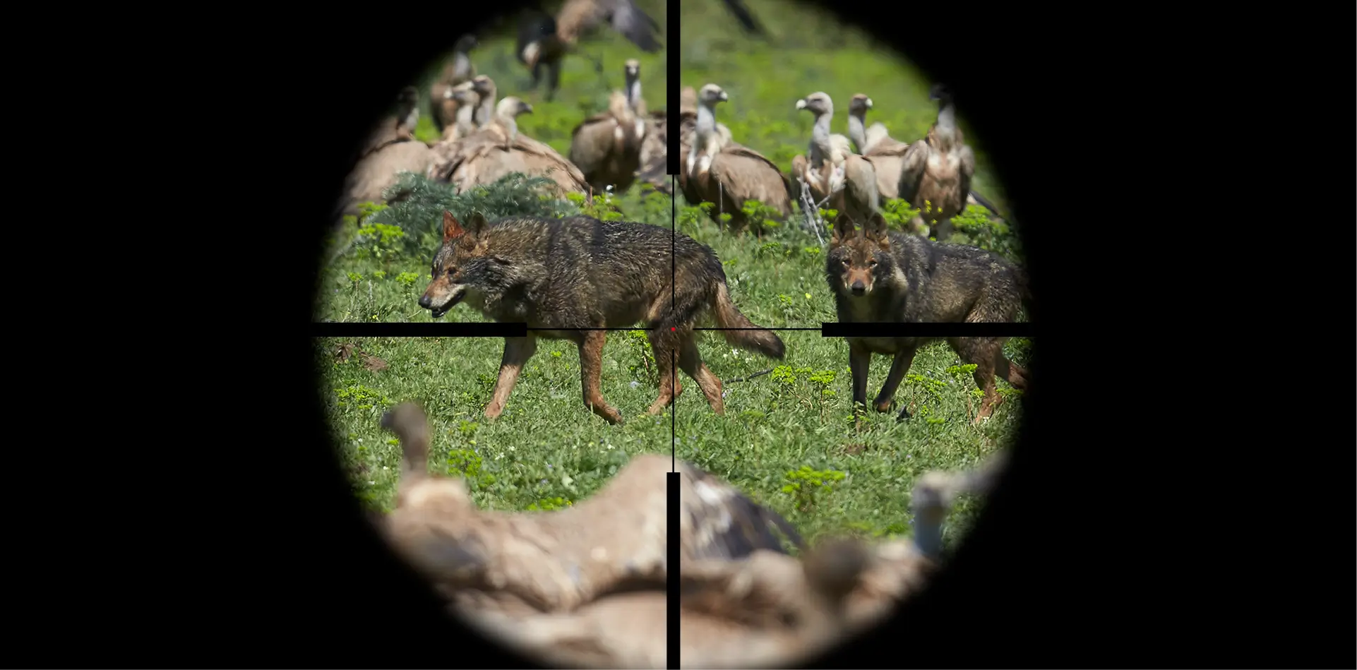 Proyecto lobo imagen destacada